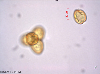 ISEM 1/Cotinus_coggygria_29218/Cotinus_coggygria_29218_0001(copy)_thumb.jpg